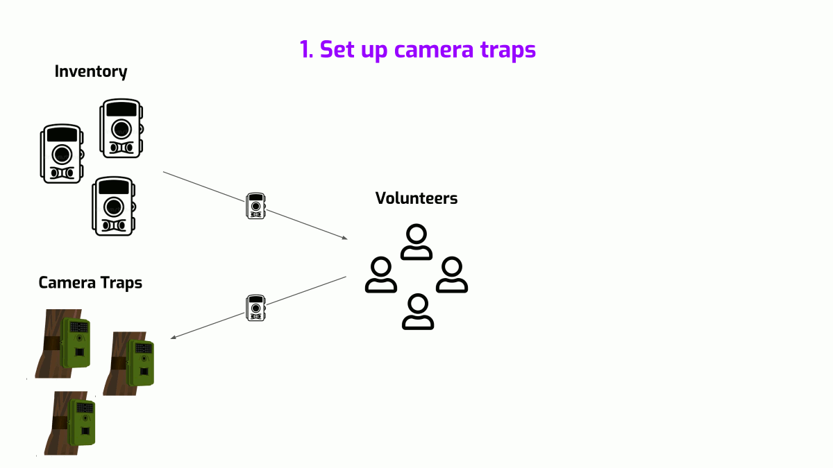 Felidae's workflow - Set up camera traps, Collect Images, Annotate Images